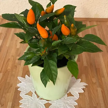 Haus Grüne Idylle 4* Bannewitz