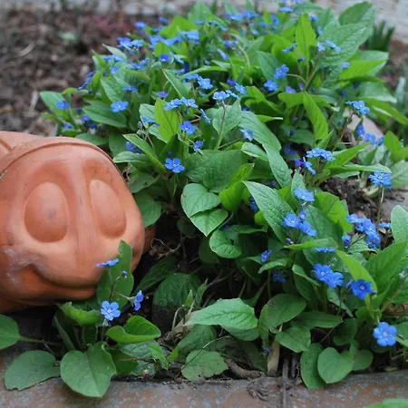 Haus Grüne Idylle 4* Bannewitz