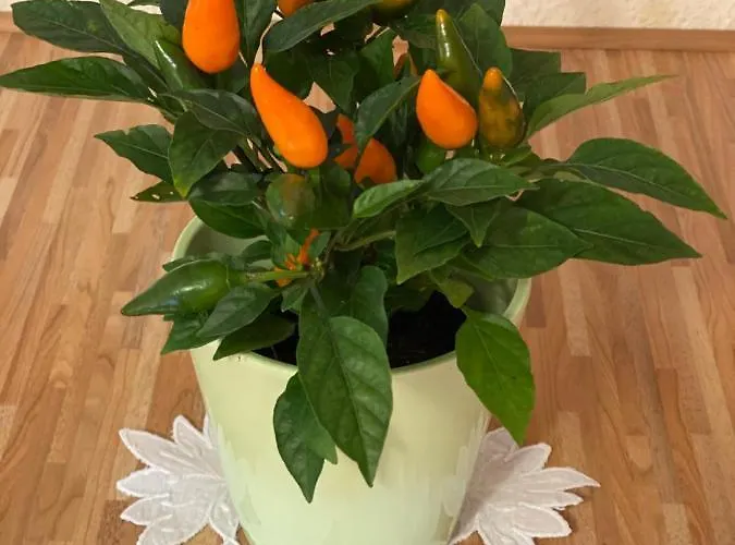 Haus Gruene Idylle 4* Bannewitz