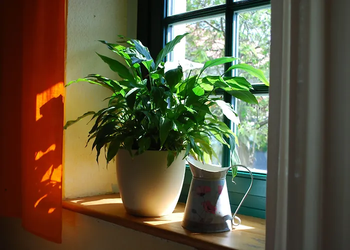 Affittacamere Haus Gruene Idylle